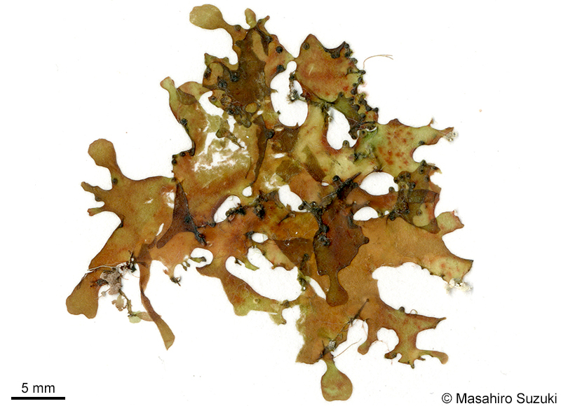 シンカイヒメダルス Halopeltis tanakae